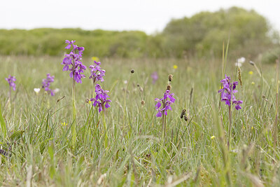 BUITEN BEELD Foto: 431861