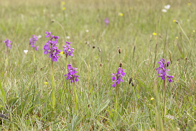 BUITEN BEELD Foto: 431862