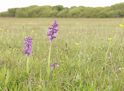 BUITEN BEELD Foto: 431864