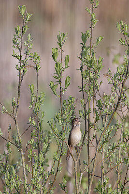 BUITEN BEELD Foto: 431892