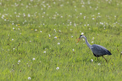 BUITEN BEELD Foto: 431893