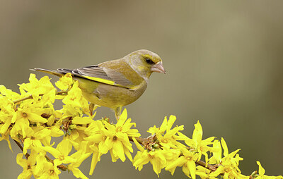 BUITEN BEELD Foto: 431916