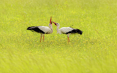 BUITEN BEELD Foto: 431925