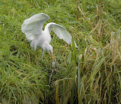 BUITEN BEELD Foto: 431928