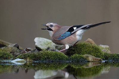 BUITEN BEELD Foto: 431945