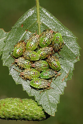 BUITEN BEELD Foto: 431962