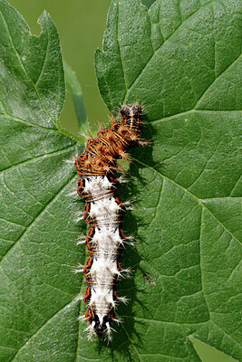 BUITEN BEELD Foto: 431964