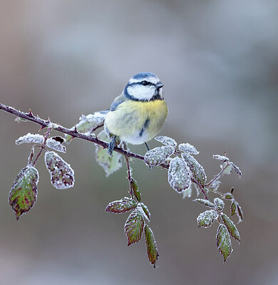 BUITEN BEELD Foto: 432030