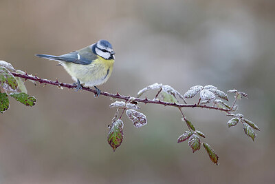 BUITEN BEELD Foto: 432033