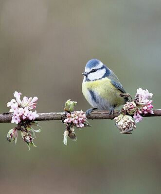 BUITEN BEELD Foto: 432039