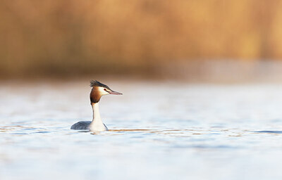 BUITEN BEELD Foto: 432041