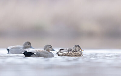 BUITEN BEELD Foto: 432043