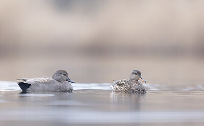 BUITEN BEELD Foto: 432044