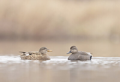 BUITEN BEELD Foto: 432047