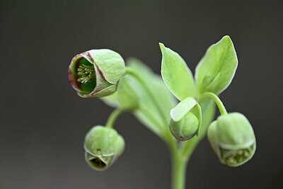 BUITEN BEELD Foto: 432054