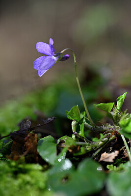 BUITEN BEELD Foto: 432075