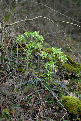 BUITEN BEELD Foto: 432126