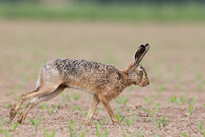 BUITEN BEELD Foto: 432144