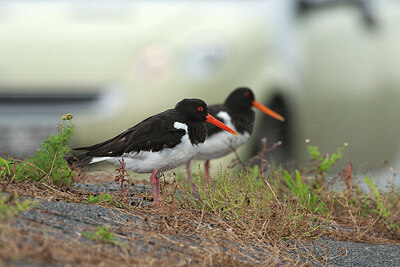 BUITEN BEELD Foto: 432151