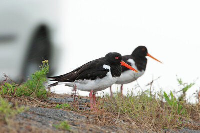 BUITEN BEELD Foto: 432152