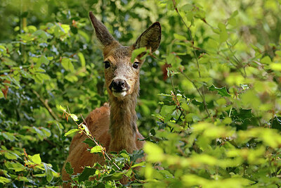 BUITEN BEELD Foto: 432160