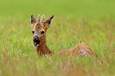 BUITEN BEELD Foto: 432165