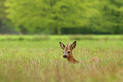 BUITEN BEELD Foto: 432166