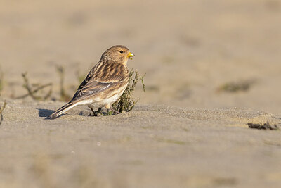 BUITEN BEELD Foto: 432198