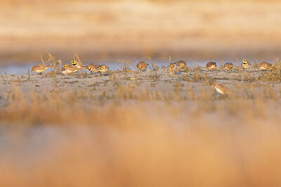 BUITEN BEELD Foto: 432199