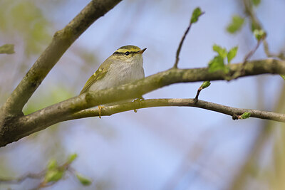 BUITEN BEELD Foto: 432235