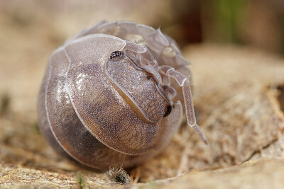 BUITEN BEELD Foto: 432242