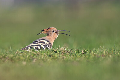 BUITEN BEELD Foto: 432291