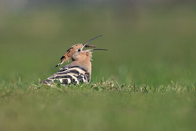 BUITEN BEELD Foto: 432292