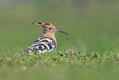 BUITEN BEELD Foto: 432293