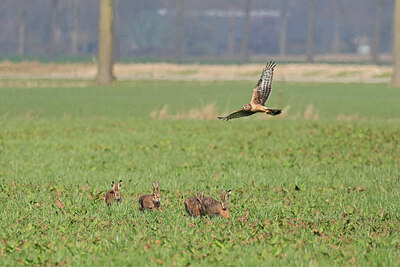 BUITEN BEELD Foto: 432300