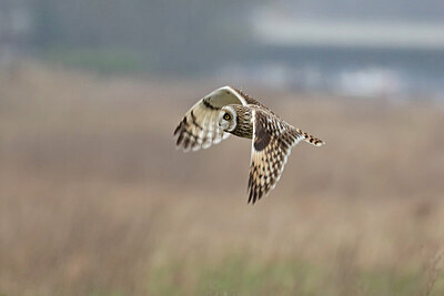 BUITEN BEELD Foto: 432312