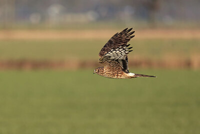 BUITEN BEELD Foto: 432323