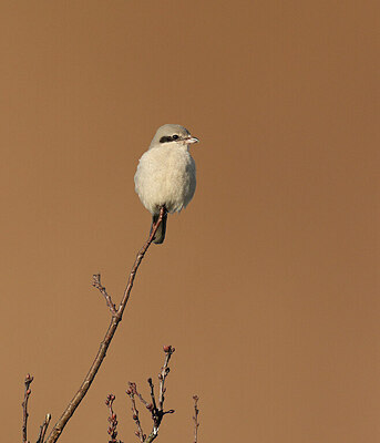 BUITEN BEELD Foto: 432329