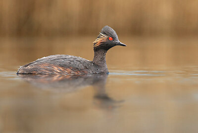 BUITEN BEELD Foto: 432335