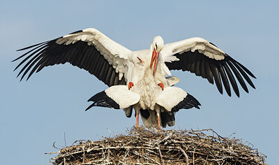 BUITEN BEELD Foto: 432339