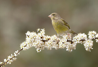 BUITEN BEELD Foto: 432381