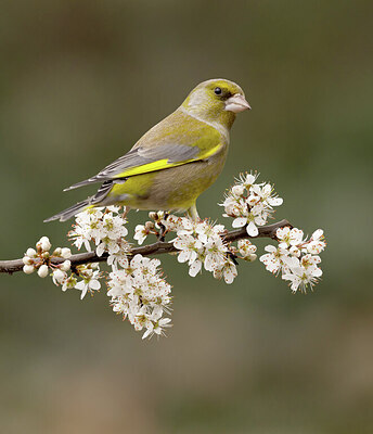 BUITEN BEELD Foto: 432382