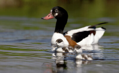 BUITEN BEELD Foto: 432396