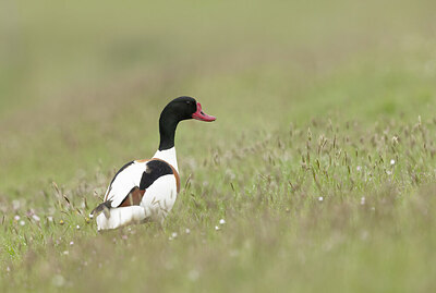 BUITEN BEELD Foto: 432398