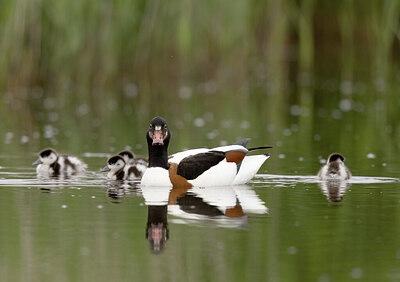 BUITEN BEELD Foto: 432399