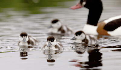 BUITEN BEELD Foto: 432403