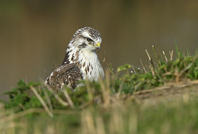 BUITEN BEELD Foto: 432417