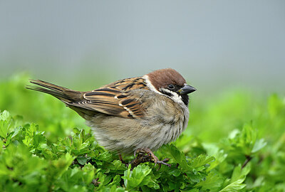 BUITEN BEELD Foto: 432423