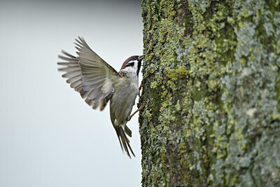 BUITEN BEELD Foto: 432427