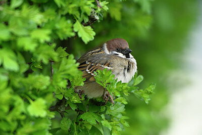 BUITEN BEELD Foto: 432429